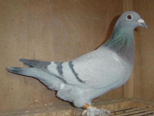 网红吃瓜鸽子图片高清,高清画面引网友热议